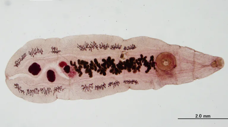 Parásitos reales, enfermedades reales: ciencia abierta para la comunidad