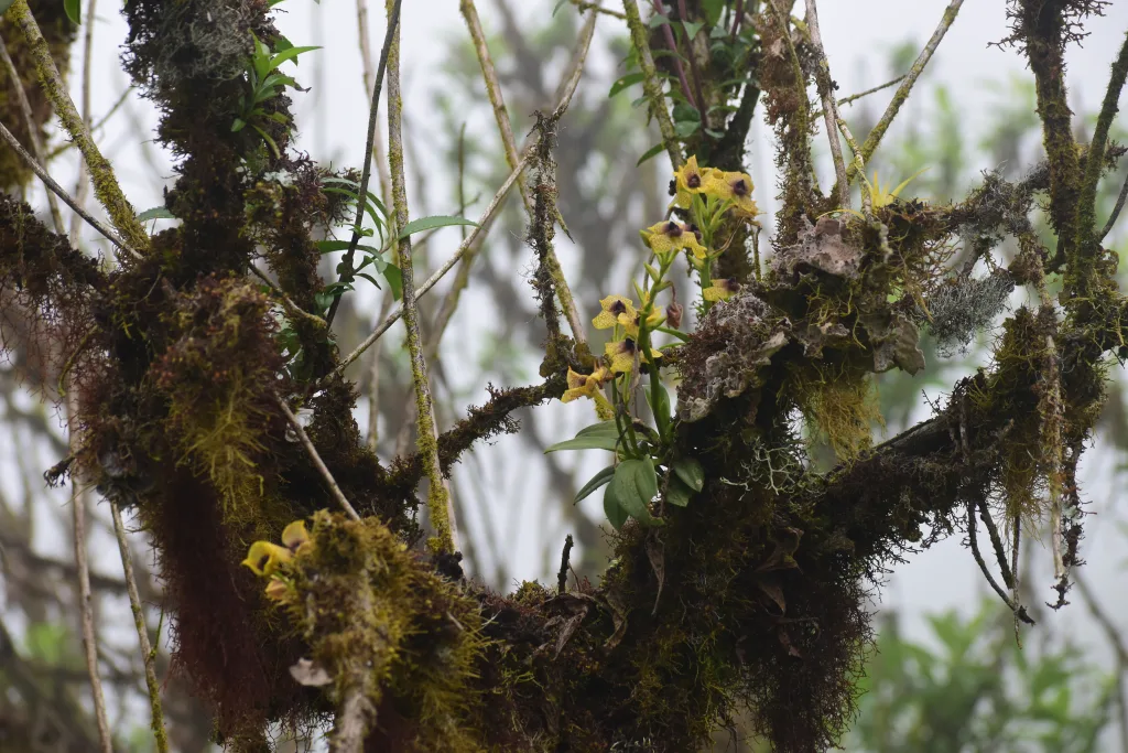La orquídea pertenece a un grupo de especies de flores relativamente grandes y de color amarillo