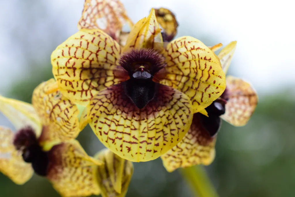 Telipogon cruentilabrum en el Top 10 de Kew