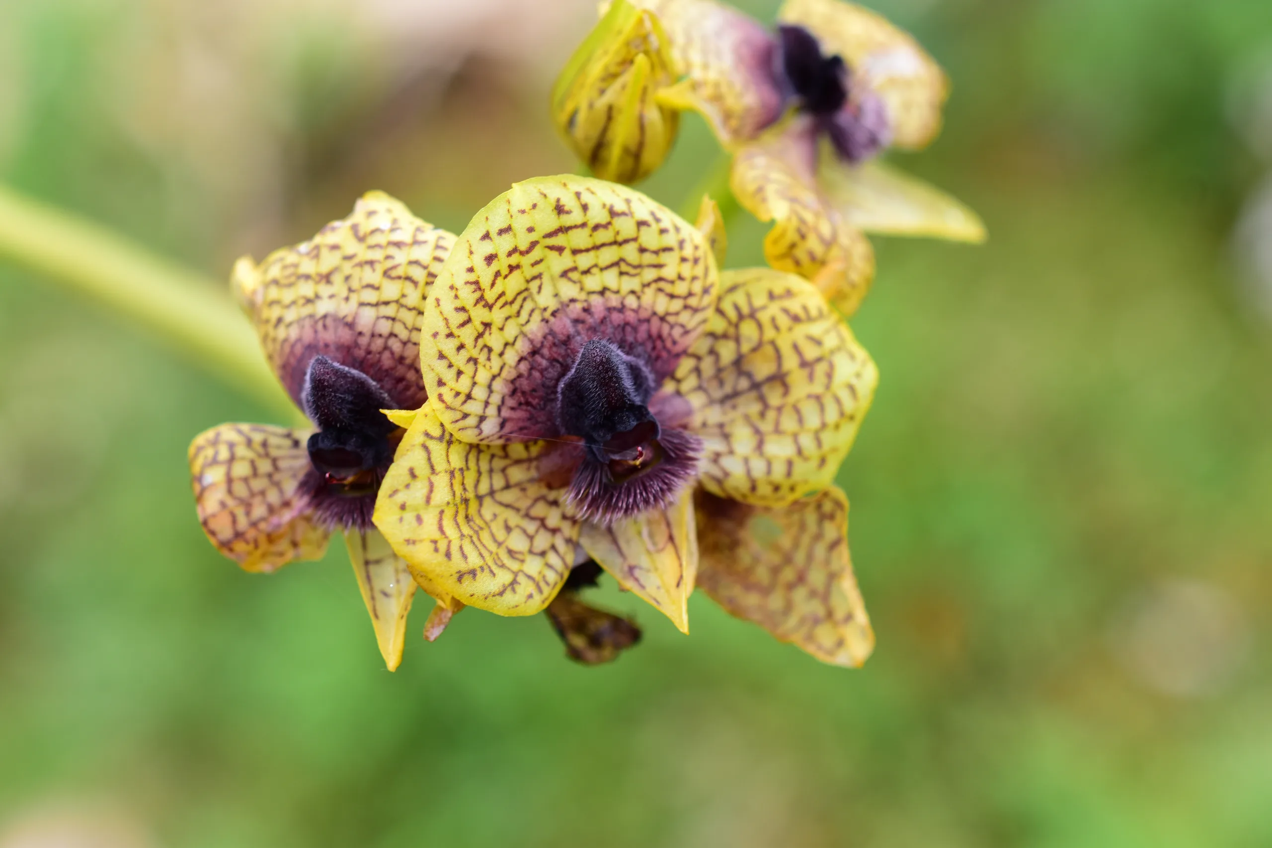 Telipogon cruentilabrum en el Top 10 de Kew