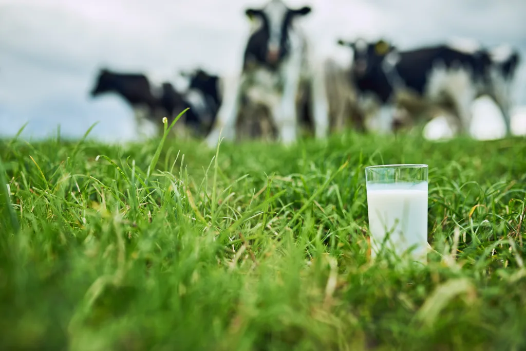 Leche A2: por qué algunas personas confunden la intolerancia a la lactosa con la proteína de la leche