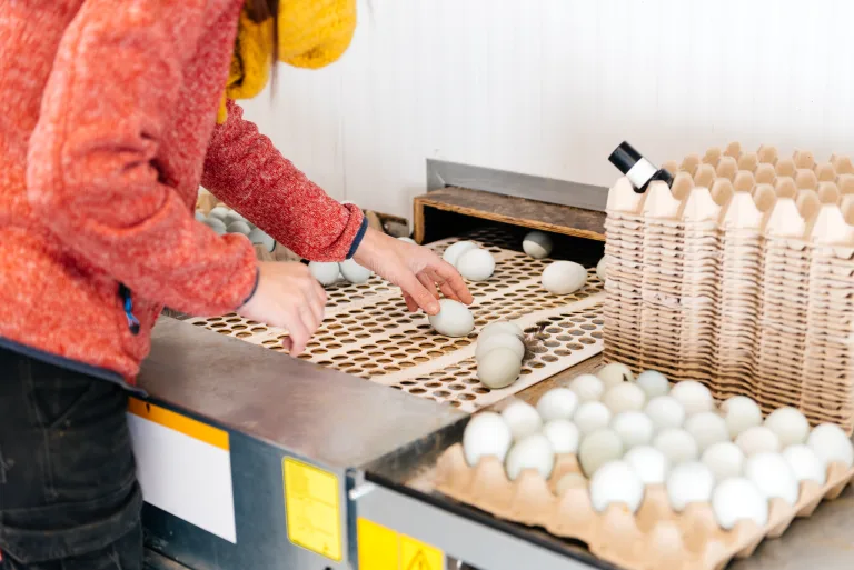 Estudio UDLA presenta prototipo automatizado de bajo costo para detección de huevos rotos