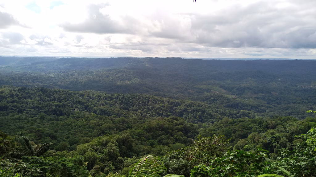 Los bosques tropicales pueden regenerarse solos: investigadores de la UDLA lo prueban en Nature, la revista científica más importante del mundo