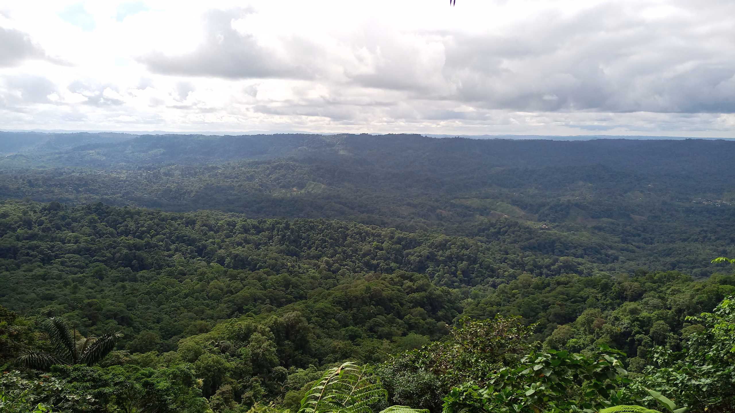 Los bosques tropicales pueden regenerarse solos: investigadores de la UDLA lo prueban en Nature, la revista científica más importante del mundo