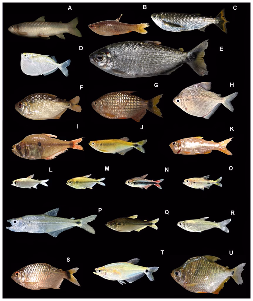 Había un río amazónico sin ningún registro científico. La UDLA fue y encontró 118 especies de peces.