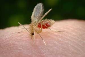sustancia contra la leishmaniasis