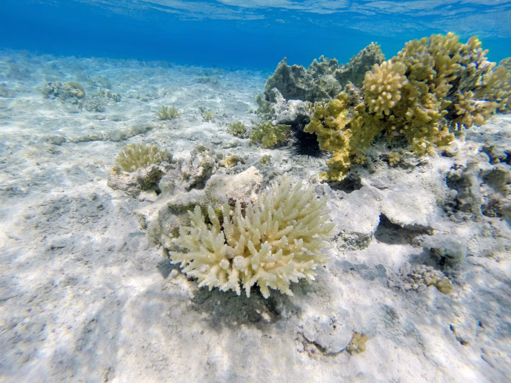 Corales y cambio climático