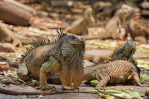 Salmonella en reptiles mascotas