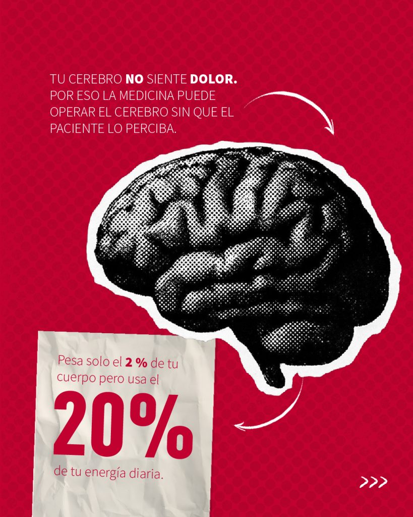 infografía del cerebro