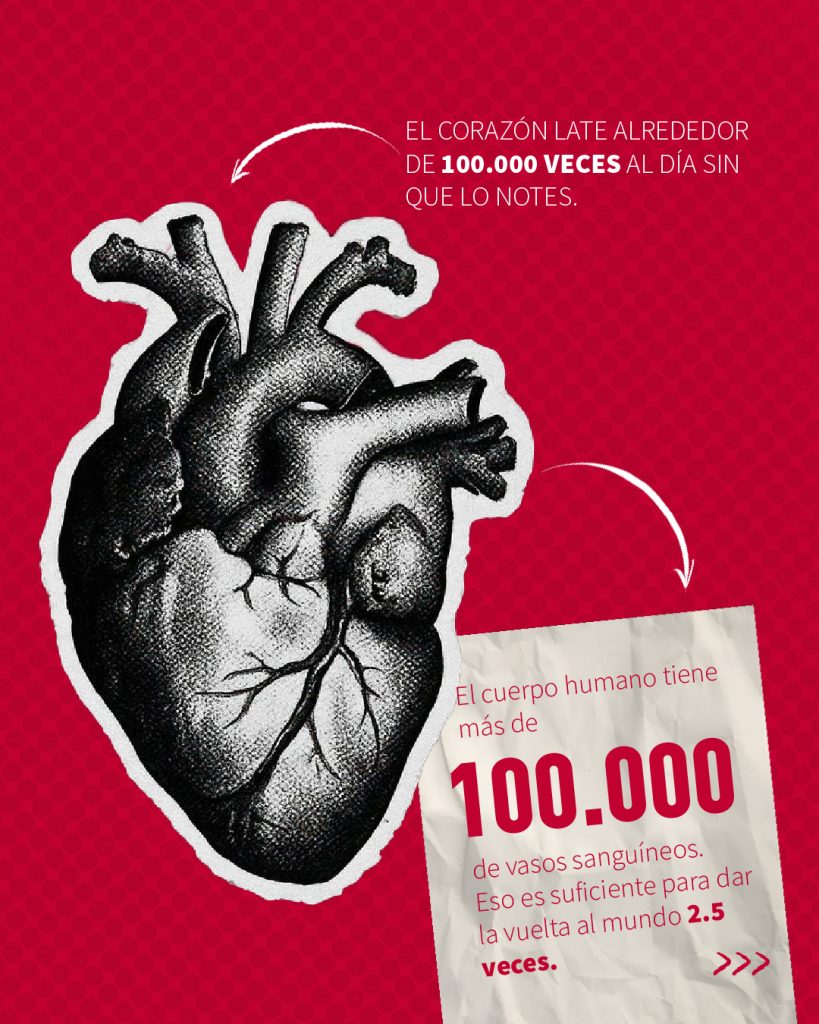 infografía del corazón