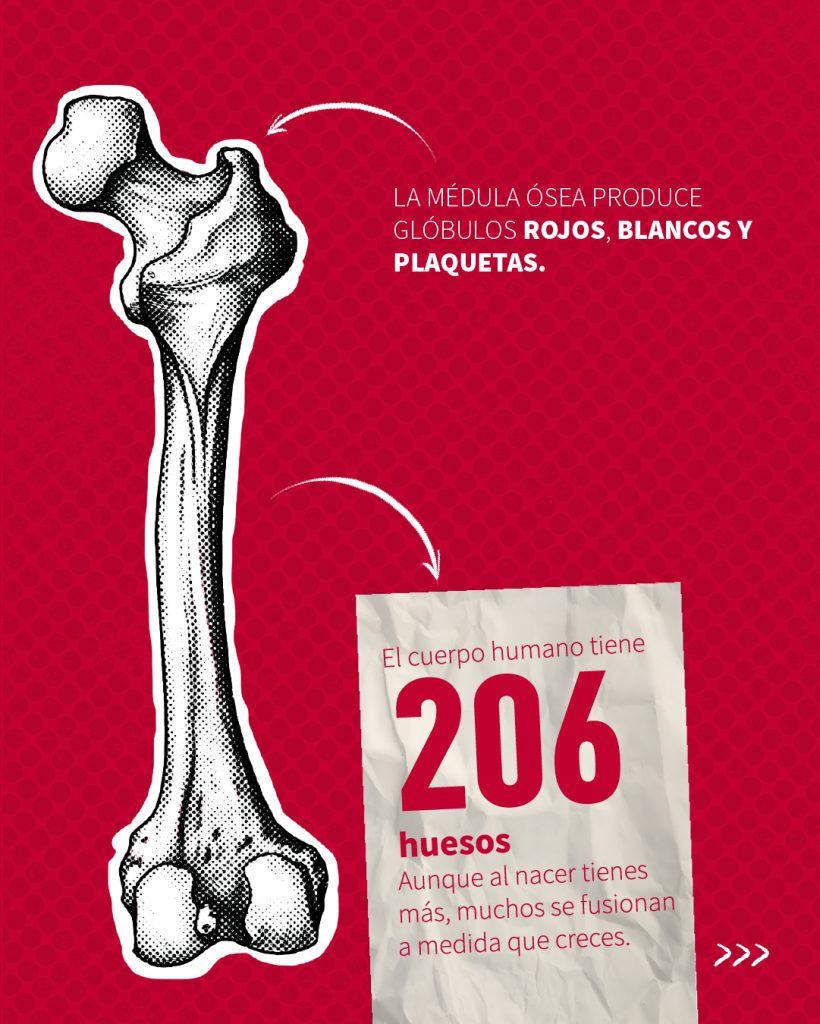 infografía de la médula